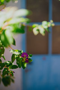 Close-up of purple flowering plant