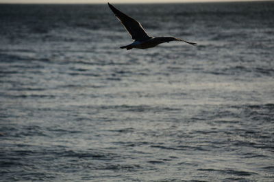 Seagull flying over sea