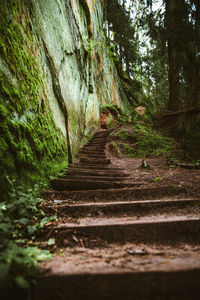 Surface level of footpath amidst trees in forest