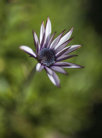 Close-up of purple flower