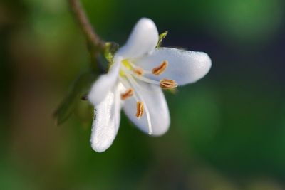 Close-up of white flowering plant