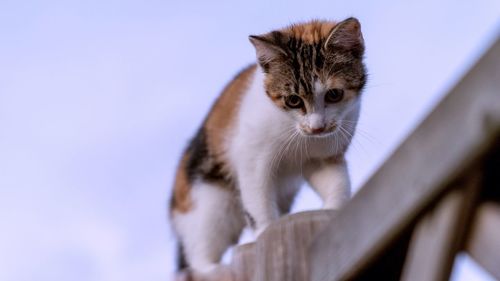 Low angle view of a cat looking away