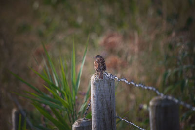 Bird perching on wooden post