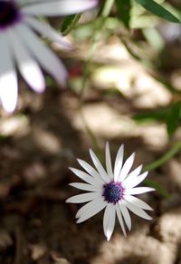 Close-up of white flowers blooming outdoors