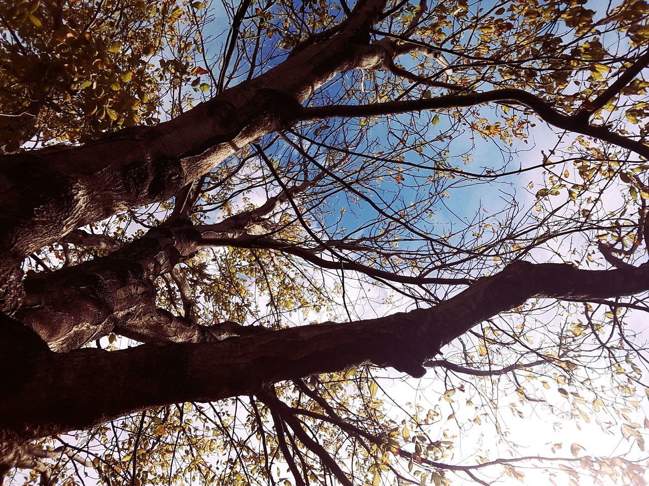 tree, low angle view, branch, nature, sky, outdoors, no people, backgrounds, day, close-up, beauty in nature