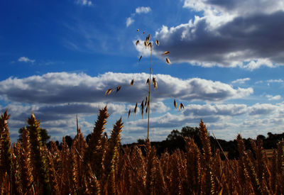 Low angle view of plants against sky