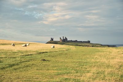 Sheep grazing on grassland