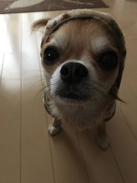 Close-up portrait of dog