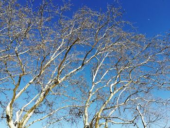 Low angle view of flower tree against blue sky