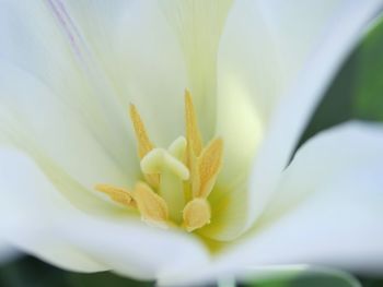 Close-up of white lily