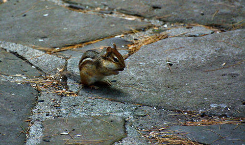 High angle view of squirrel