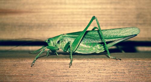 Close-up of damselfly on leaf