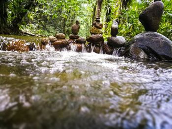 Scenic view of waterfall in forest