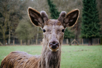 Young deer looking straight