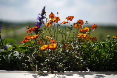 Close-up of orange flowering plants against sky