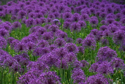 Close-up of purple flowering plants on field