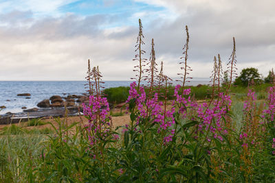 Purple flowering plants by sea against sky