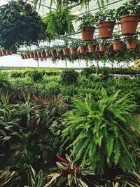 Palm trees and plants against building