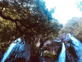 Low angle view of waterfall in forest