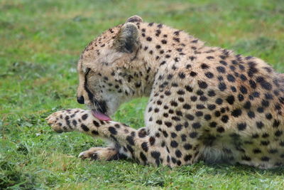 View of a tiger on field