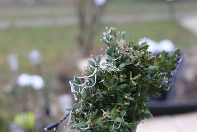 Close-up of succulent plant in garden