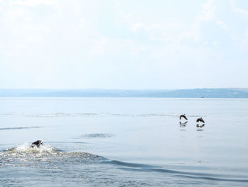 View of birds swimming in sea against sky