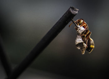 Macro shot of wasp with nest on metal
