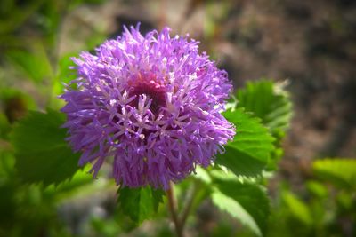 Close-up of purple thistle blooming outdoors