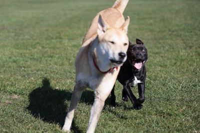 Dog in a field