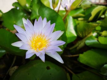 Close-up of purple water lily