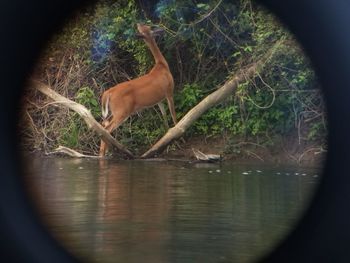 Horse in a lake