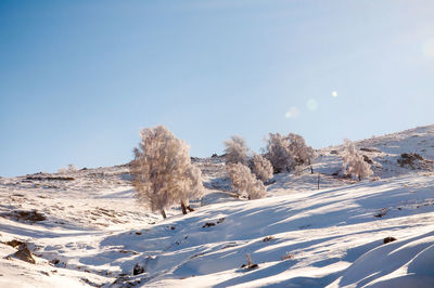 Scenic view of snow covered landscape against clear blue sky