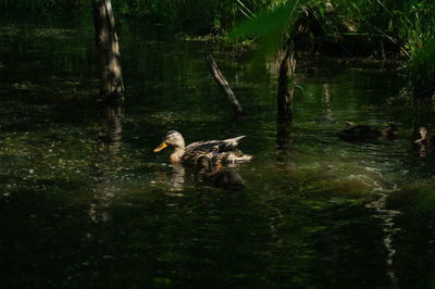 Ducks in a lake