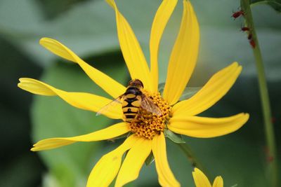 Close-up of bee pollinating on yellow flower