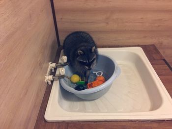 High angle view of cat in plate on table