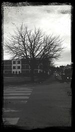 Bare trees along road