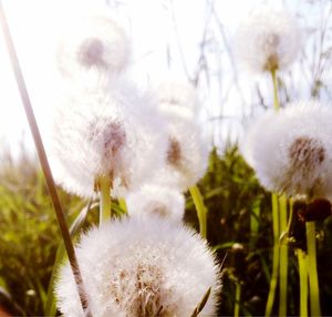 Close-up of white dandelion flower on field