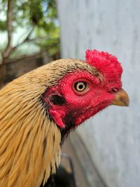 Close-up of rooster