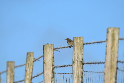 Low angle view of bird on wooden fence against clear blue sky
