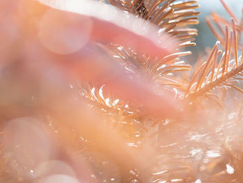 Woman fingers touch gently red orange spruce needles in evening sun, ecology concept