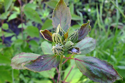 Close-up of butterfly on plant