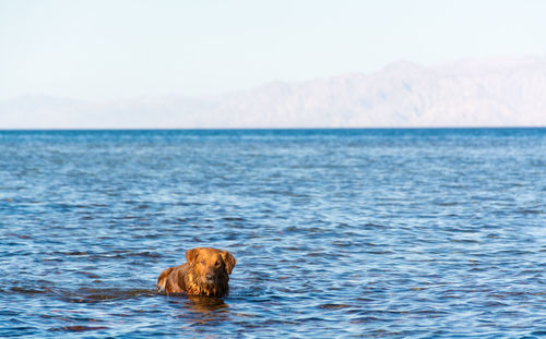 View of turtle swimming in sea