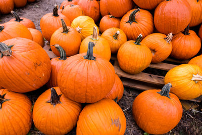 Pumpkins on field