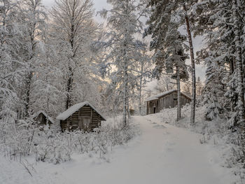 Trees on snow covered field