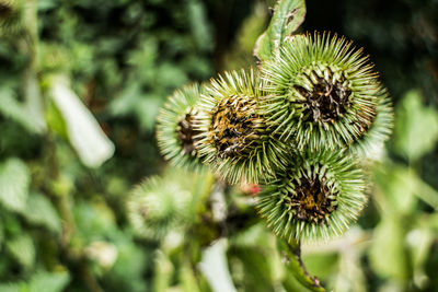 Close-up of flowering plant