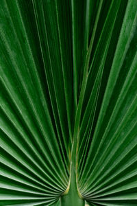 Full frame shot of palm leaves