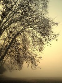 Bare trees against sky