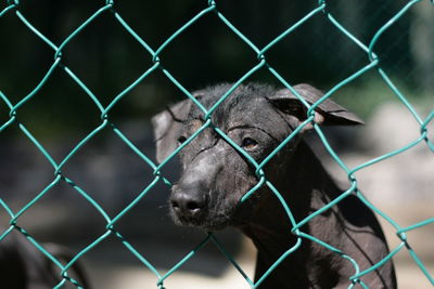 Close-up of puppy looking through chainlink fence