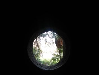 Close-up of trees against sky seen through window