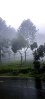 Trees by road against sky during rainy season